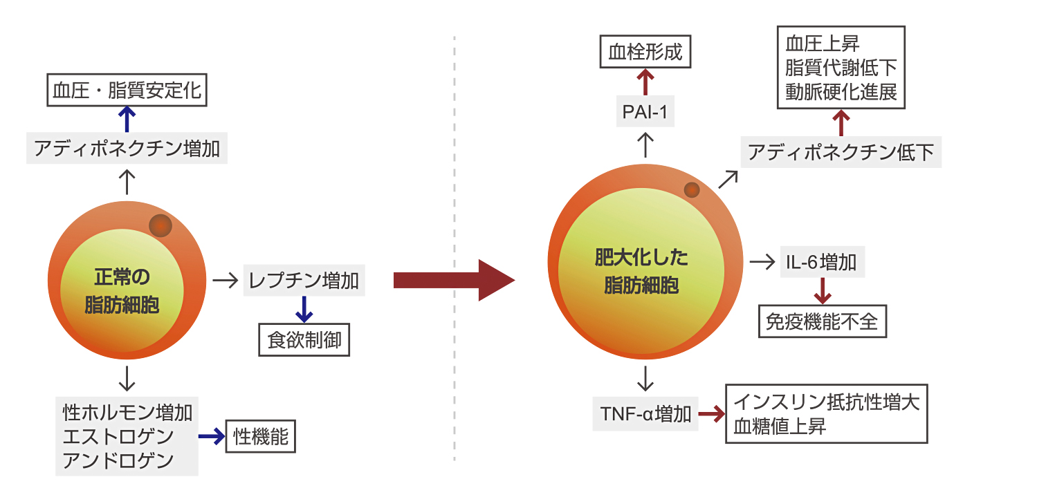 公式 体成分分析装置inbody インボディ